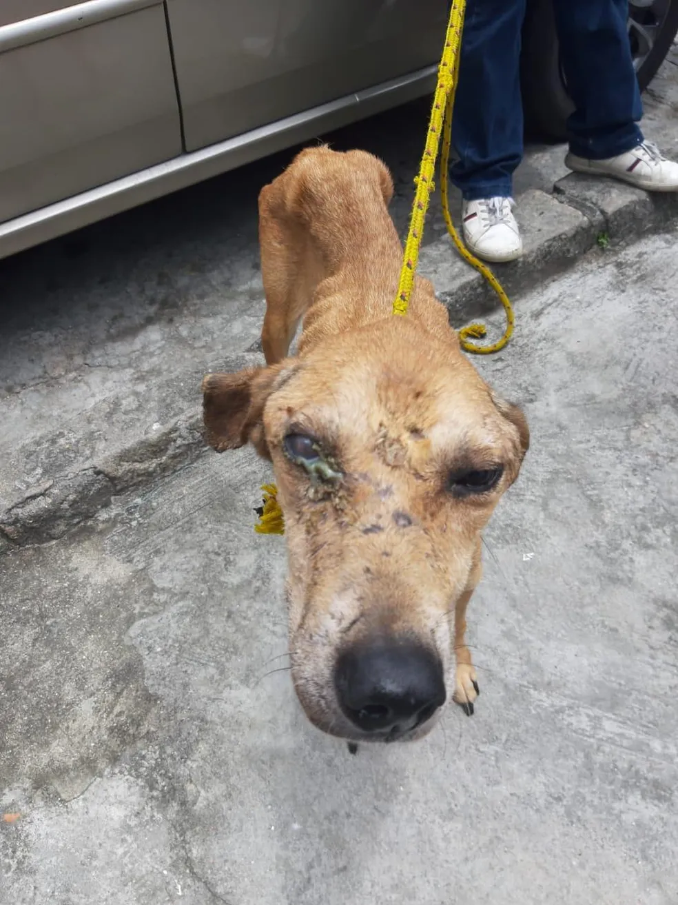 Cão resgatado com infecção no olho precisando de cuidados veterinários
