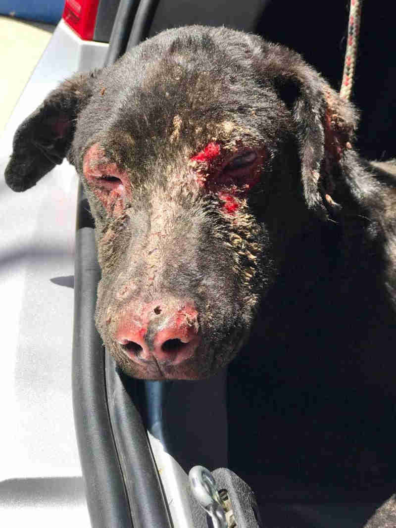 Voluntário cuidando de um cão resgatado
