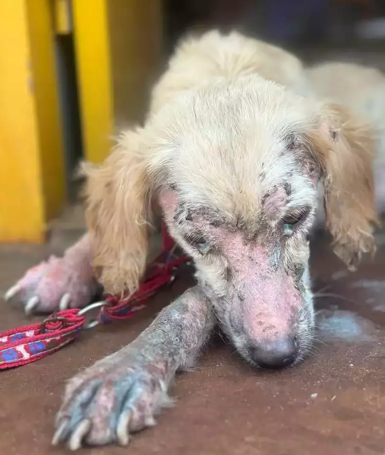 Filhote resgatado com sarna e ferimentos na pele