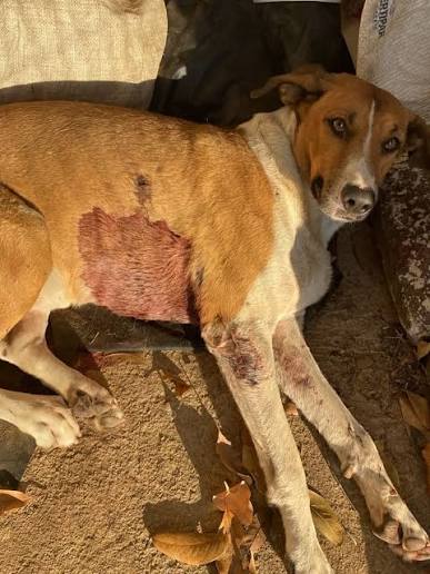 Cão resgatado com ferimentos recebendo cuidados